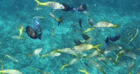 Bahamas Snorkeling Pan Down Video stock 320023906