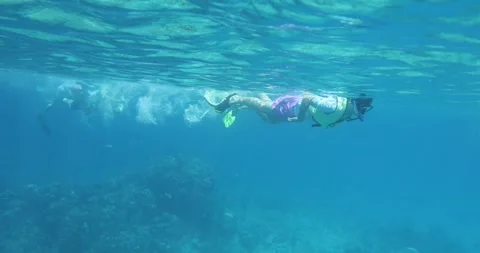 Bahamas Snorkers Stock Footage 320023914