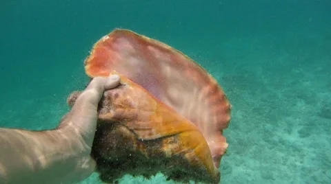 Bahamas: Swimming With Conch Shell Stock Footage 7757671