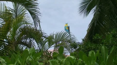 Bahamian Flag with Palm Trees Stock Footage 11229329