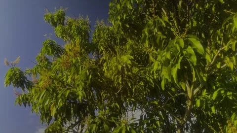 Bahamian Mango tree with Bud. Freeport, Bahamas. March 5th, 2026 Stock Footage 330270215