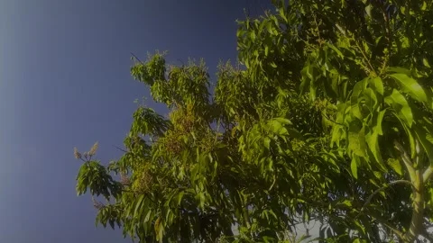 Bahamian Mango tree with Bud. Freeport, Bahamas. March 5th, 2026 Stock Footage 330270268