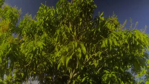 Bahamian Mango tree with Bud. Freeport, Bahamas. March 5th, 2026 Stock Footage 330270322