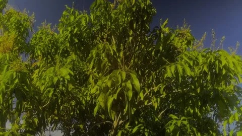 Bahamian Mango tree with Bud. Freeport, Bahamas. March 5th, 2026 Vídeos de archivo 330270353