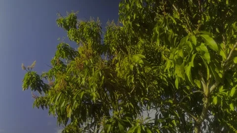 Bahamian Mango Tree with Buds, Freeport, Grand Bahama, Bahamas Stock Footage 330270180