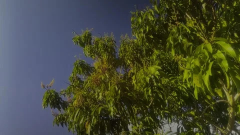 Bahamian Mango Tree with Buds, Freeport, Grand Bahama, Bahamas Видео 330270244