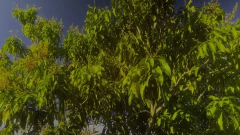 Bahamian Mango Tree with Buds, Freeport, Grand Bahama, Bahamas Stock Footage 330270279