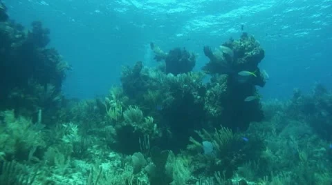 Bahamian Reef Stock Footage 10754113