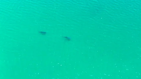 BAHIA DE LOS ANGELES BCS MEXICO-2022: A Couple Of Dolphins Are Swimming In The Stock Footage 237631259