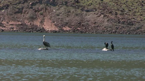 Bahia de los Angeles - Standing Pelicans Stock Footage 55903853