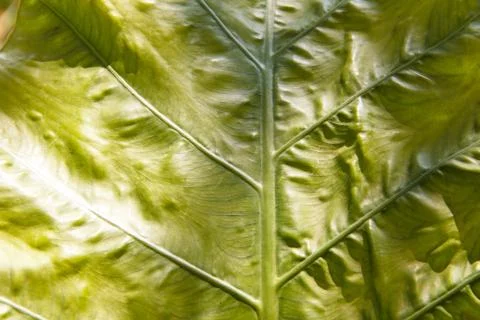 Baibone leaf Stock Photos