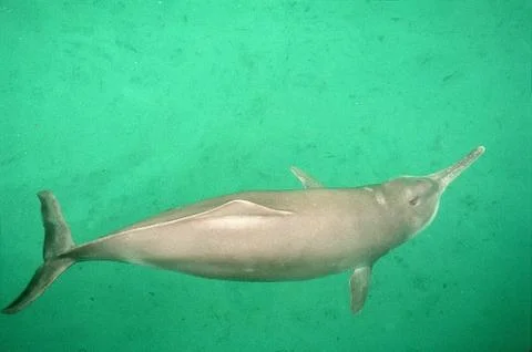 Baiji Dolphin Stock Photos
