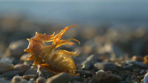 Baikal crayfish is an ecological marker of cleanliness Stock Footage 236144540