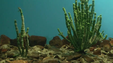 Baikal Limnological Museum Stock Footage 24281693