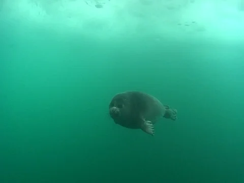 Baikal seal pup swims under the ice Stock Footage