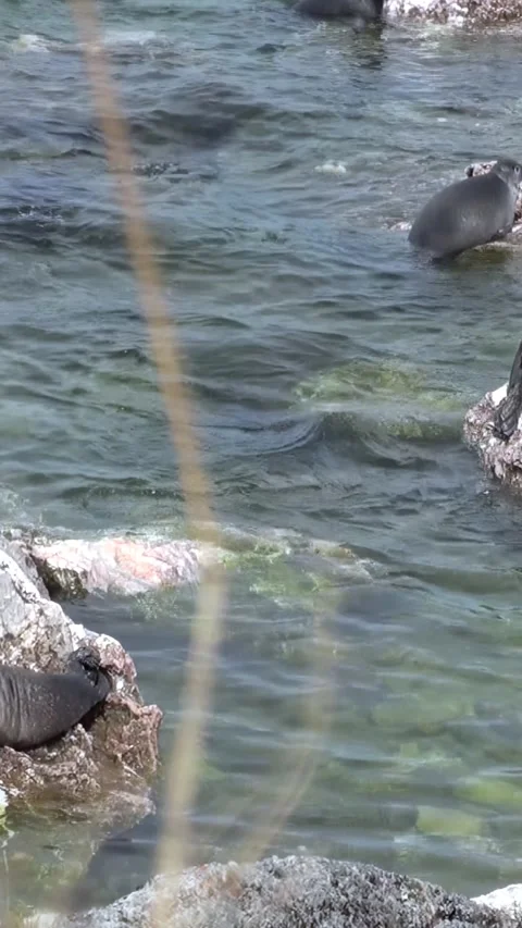 Baikal Seals Bask on Rocks in Summer at Lake Baikal Stock-Footage 344604684