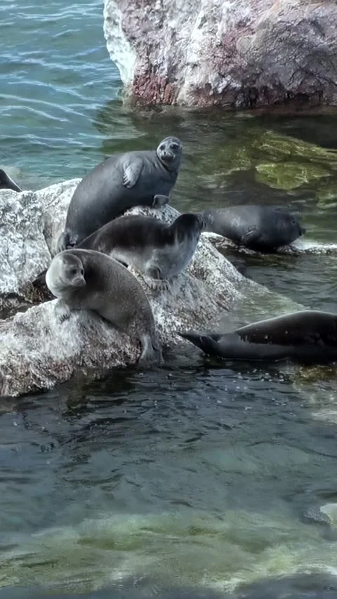 Baikal Seals Bask on Sunlit Rocks of Lake Baikal During Summer Stock Footage 340485832