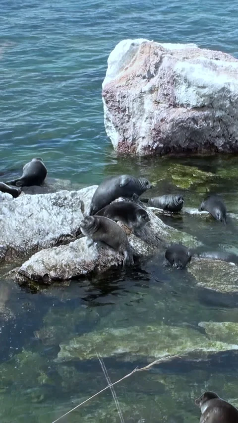Baikal Seals Basking on Rocks in Sunny Lake Baikal Video stock 334928708