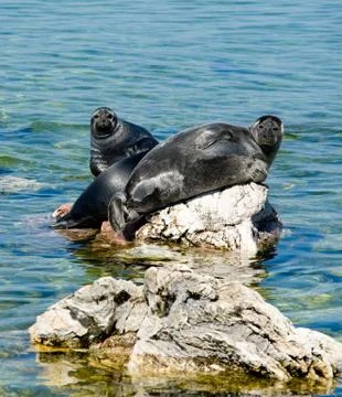 Baikal seals Stock Photos