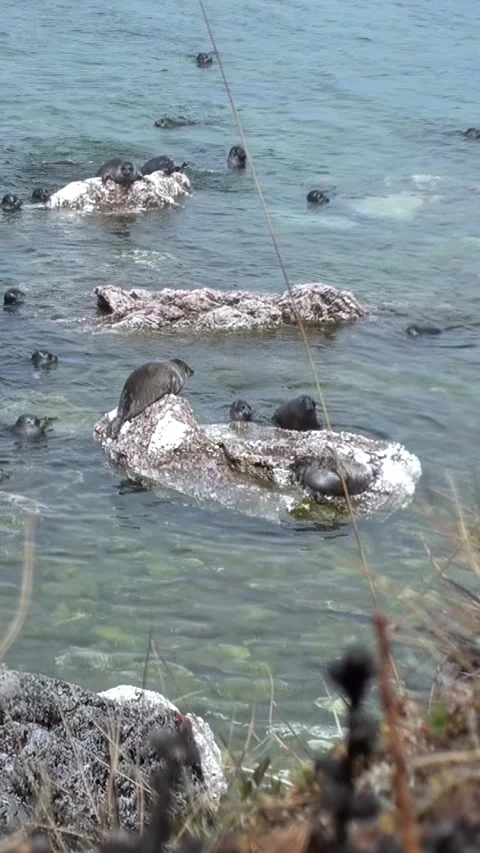 Baikal Seals Rest in the Sun During a Summer Day on Lake Baikal Stock Footage 340485680