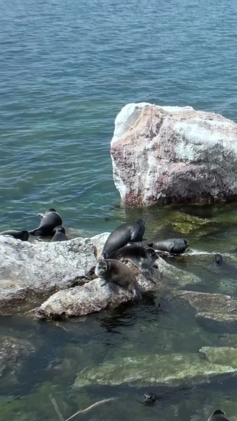 Baikal Seals Resting on Rocks During the Summer Day at Lake Baikal Video stock 334928751