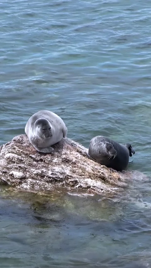 Baikal Seals Sunbathing on Rocks During the Summer in Siberia Stock Footage 340485775