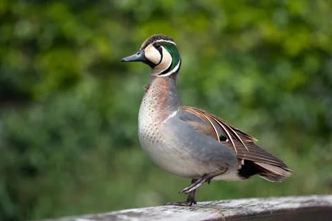 Baikal teal Stock Photos