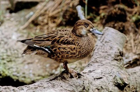 Baikal teal Stock Photos