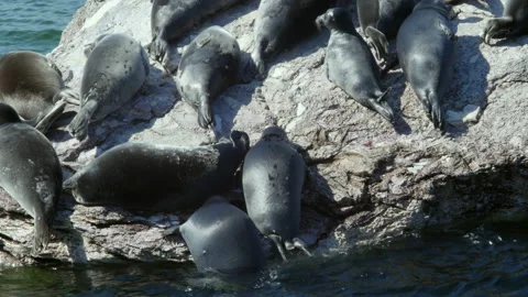 BaikSeal01315679 Stock Footage 163481698