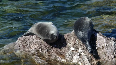 BaikSeal01317078 Stock Footage 163481700