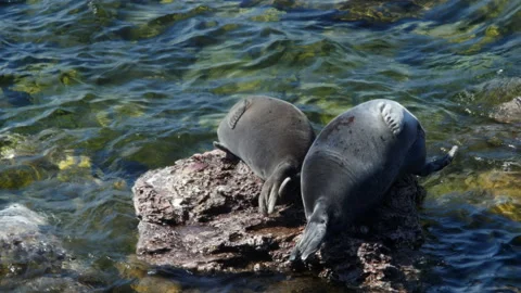 BaikSeal01317447 Stock Footage 163481643