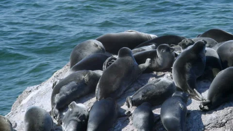 BaikSeal01318088 Stock Footage 163481717
