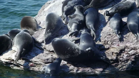 BaikSeal01318918 Stock Footage 163481701