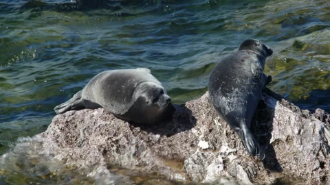 BaikSeal01320506 Stock Footage 163482158