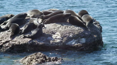 BaikSeal01322166 Stock Footage 163482169