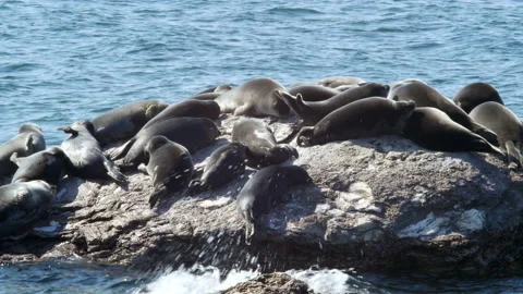 BaikSeal01324318 Stock Footage 163482145