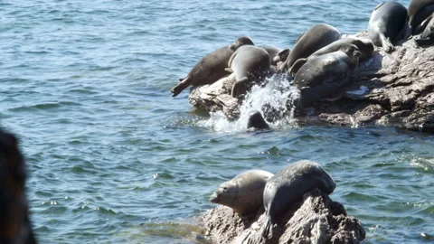 BaikSeal01325276 Stock Footage 163482191