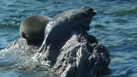 BaikSeal01326280 Stock Footage 163482189