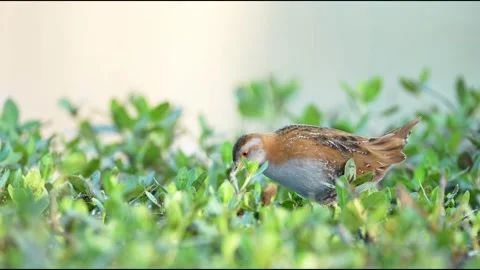 Baillon's Crake Bird Walking and Foraging in Green Wetland Grass 스톡 동영상 330987291