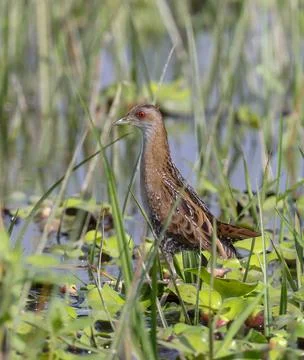 Baillon's crake Stock Photos