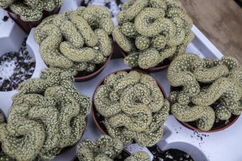 Bain cactus (Stenocactus multicostatus) Stock Photos