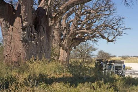 Baines' Baobab Stock Photos