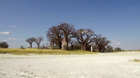 Baines Baobabs Stock Footage