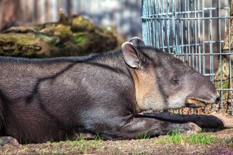 Baird Tapir Stock Photos