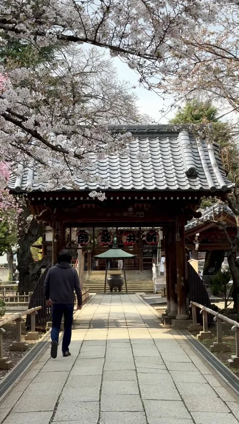 Baisho-in Temple starting to bloom for spring. April 1, 2024. Nakano, Japan. Stock Footage 278188724