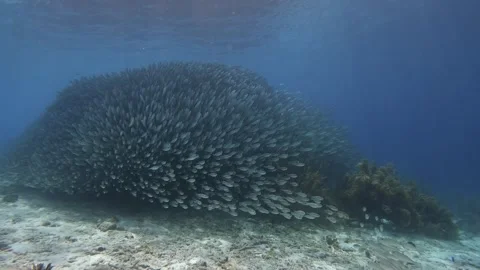 Bait Ball Breaks Around Soft Coral Stock Footage 304554644