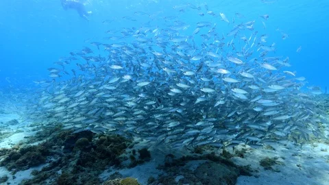 Bait ball at the coral reef in the Caribbean Sea Stock Footage