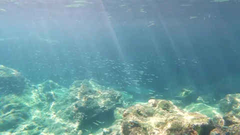 Bait ball at the coral reef in the Mediterranean Sea at scuba dive around Crete. Video stock 169908053