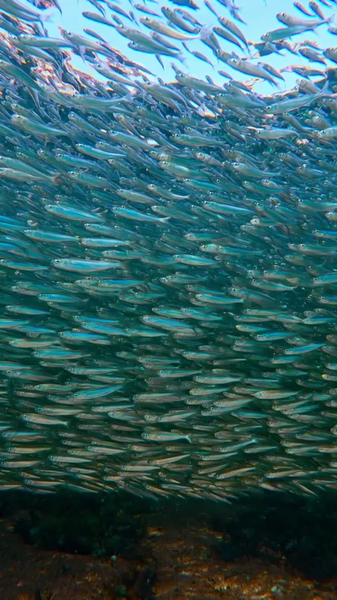 Bait ball creates brilliant silver reflection in sunlight during annual Video stock 343220698