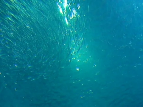 Bait Ball Stock Footage 490305